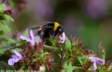 Trzmiel ziemny (Bombus terrestris) - mistrz adaptacji