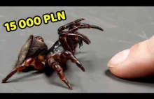 CHIŃSKI PAJĄK OREO