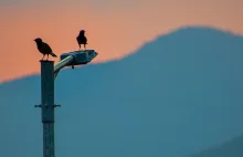 Ptaki cierpią na bezsenność. Wielkie miasta stały się ich przekleństwem