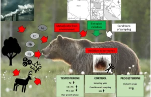 Zanieczyszczenie środowiska a poziom hormonów płciowych i stresu u niedźwiedzi