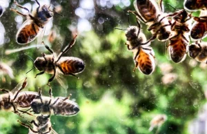 Niepokojąco czysta szyba: jeszcze możemy pomóc owadom