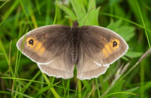 Ten motyl traci swoje kropki przez zmiany klimatu. Dzięki temu lepiej się kamufl