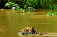 Jaguar atakuje Kajmana w wodzie.