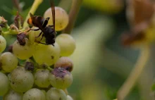 Inwazyjny czarny szerszeń azjatycki zagraża Europie