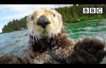 Kamera szpiegowska sfilmowała odpoczywające wydry morskie