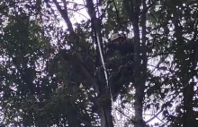 Kozak obcina drzewa ( part 8 ) - YouTube