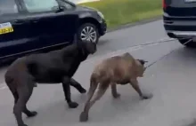 Ciągnął dwa psy za samochodem przez niemal dwie godziny