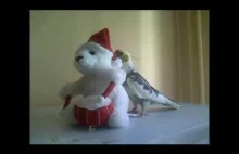 (Wróciło retro na mój kanał)Papuga śpiewa do uszka misia :)