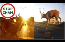 Bliskie spotkanie z jeleniem w Olkuszu na drodze DK94