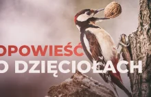 Opowieść o dzięciołach [film przyrodniczy]