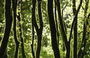 Czy sadzenie lasów naprawdę chroni przyrodę?