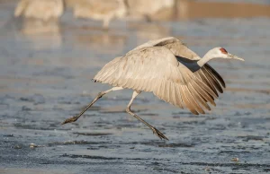 Sensacja ornitologiczna: Po raz pierwszy ten gatunek pojawił się w Polsce