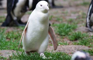 Polski ptak podbił świat. Pingwin-albinos robi furorę w sieci