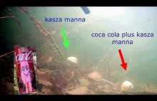 Reakcja ryb na coca cole