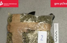Pyrzowice: pies wywąchał dwa kilogramy marihuany na lotnisku