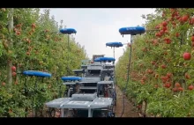Zbieranie jabłek za pomocą dronów i AI