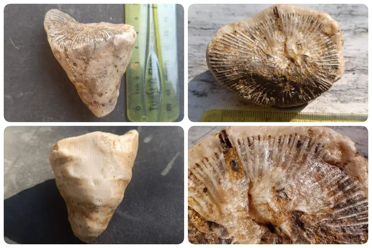 Jak długa była doba 400 mln lat temu, czyli opowieść koralowca