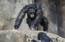 Turyści w zoo rzucali w małpę butelkami z wodą. Zemsta była słodka WIDEO