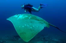 Największa na świecie płaszczka oceaniczna znaleziona w oceanie