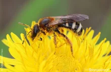 Pseudosmuklik farbnikowiec - jedna z dzikich pszczół Polski