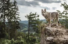 W Karpatach Południowych znaleziono dziką hybrydę wilka i psa
