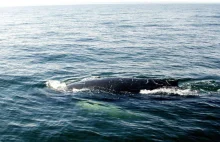 Wieloryb w Bałtyku; ssaka widziano 70 km na północ od Zatoki Gdańskiej [WIDEO] -