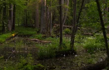 Sztuczna trawa na przystanku. Tak Lasy Państwowe reklamują... przyrodę