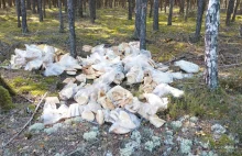 Zamiast grzybów w lesie sterta pieczywa!