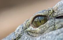 Krokodyle żyły na drzewach i polowały jak lamparty. Niezwykłe odkrycie w Austral