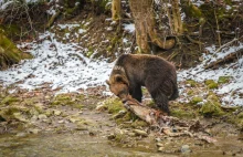 Atak niedźwiedzia w Bieszczadach.