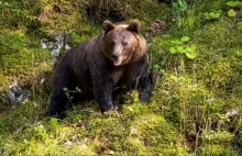 Niedźwiedzie w Rumunii zagrożeniem dla turystów! Bezmyślne zachowanie kierowców