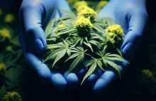 Prezydent Ukrainy mówi, że legalizacja medycznej marihuany może pomóc ludziom do
