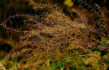 Grudniowe Trawy / Fotografujemy Przyrodę