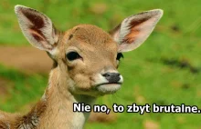 Nowy Bambi dla "wrażliwych" widzów. Usunięcie sceny zastrzelenia