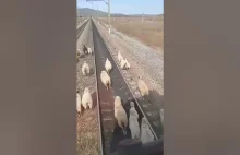 Owce na torach