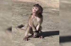 Facebook nie usunął materiałów zawierających sceny torturowania młodych makaków