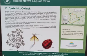 Czerwiec – staropolski hit eksportowy