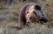 Atak niedźwiedzia w Bieszczadach. Mężczyzna został ciężko ranny