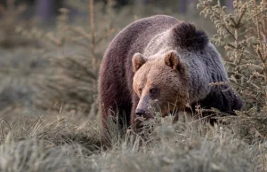 Atak niedźwiedzia w Bieszczadach. Mężczyzna został ciężko ranny