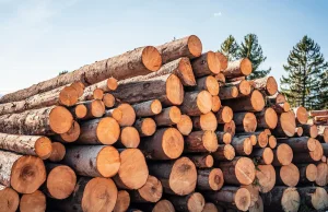 Gwałtowny wzrost eksportu polskiego drewna do Chin. Branża bije na alarm