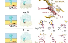 Jak stworzyć białko z metylowanego mRNA