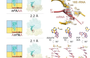 Jak stworzyć białko z metylowanego mRNA