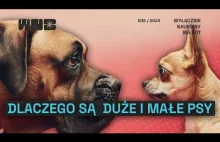 Dlaczego psy są duże i małe?