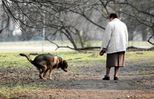Dlaczego Polacy wciąż nie sprzątają po swoich psach? "Przepis nic nie wskóra"