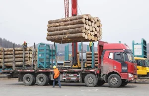 Eksport polskiego drewna do Chin. Branża alarmuje - Money.pl