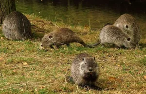 Rybnickie nutrie bez szans na azyl. Nie dożyją końca roku?