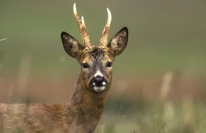 Francja: żandarmeria ostrzega kierowców przed pijanymi sarnami na drodze