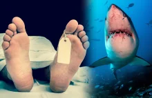 Argentyńczyk znaleziony w żołądku rekina