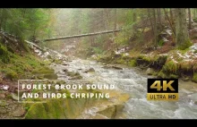 4K Forest Brook Sound And Birds Chirping 2 Hours Relaxing Nature Sounds, Stress