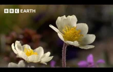 Fascynująca roślina, która żyje ponad 300 lat